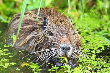 Coypu (Myocastor coypus)