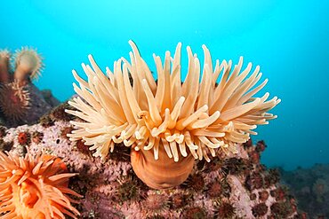 Anemone (Urticinopsis antarctica). It is a filter feeder and opportunistic predator. Antarctic Peninsula, Antarctica