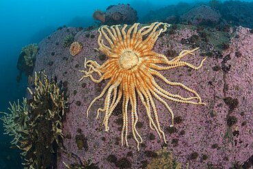 Estrella sea star (Labidiaster annulatus) is a species of starfish in the family Heliasteridae. It is found in the cold waters around Antarctica and has a large number of slender, flexible rays. Antarctic Peninsula, Antarctica