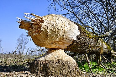 Tree eaten by a European beaver (Castor fiber), Basse vallee de l'Allan, Brognard, Doubs, France