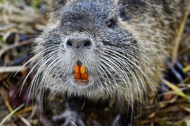 Portrait of Common Muskrat (Ondatra zibethicus)