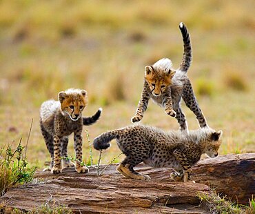 Cheetah (Acinonyx jubatus) cubs are playing with each other in the savannah. Kenya. Tanzania. Africa. National Park. Serengeti. Maasai Mara.