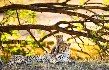 Mother cheetah (Acinonyx jubatus) and her cub in the savannah. Kenya. Tanzania. Africa. National Park. Serengeti. Maasai Mara.