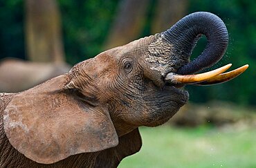 African forest elephant (Loxodonta cyclotis) is drinking water. Central African Republic. Republic of Congo. Dzanga-Sangha Special Reserve.