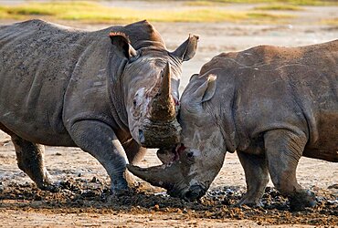 Two White rhinoceros (Ceratotherium simum) are fighting with each other. Kenya. Nakuru National Park. Africa.