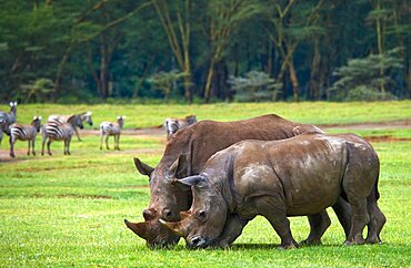 Two White rhinoceros (Ceratotherium simum) in Nakuru National Park. Africa. Kenya.