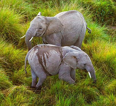 Two elephants (Loxodonta africana) in Savannah. Shooting from a hot air balloon. Africa. Kenya. Tanzania. Serengeti. Maasai Mara.