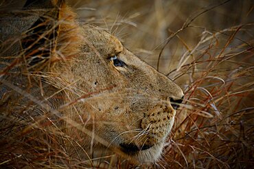 Masai lion or East African lion (Panthera leo nubica syn. Panthera leo massaica) female portrait. Ruaha National Park. Tanzania