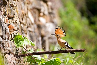 Hoopoe (Upupa epops), feeding at a nest in a dry stone wall in the Alsatian vineyard, Haut-Rhin, France