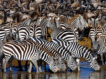 Group of zebras (Equus quagga) are drinking water from the river. Kenya. Tanzania. National Park. Serengeti. Maasai Mara.