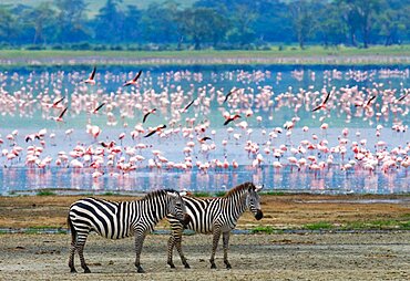 Two zebras (Equus quagga) against the background of flamingos. Ngorongoro Crater. Tanzania.