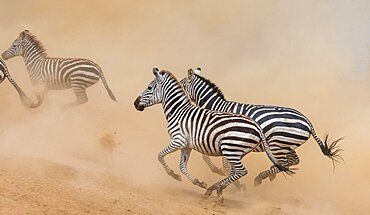 Zebras (Equus quagga) are running in savanna. Kenya. Tanzania. National Park. Serengeti. Maasai Mara.