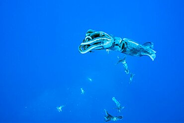 Squids regurgitated by a Short-finned pilot whale (Globicephala macrorhynchus) one of the two species of cetaceans in the genus Globicephala, which it shares with the long-finned pilot whale (G. melas). They are part of the oceanic dolphin family (Delphinidae). Terceira island, Azores, Portugal, Atlantic Ocean