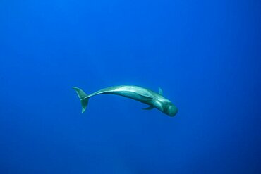 Short-finned pilot whale (Globicephala macrorhynchus) one of the two species of cetaceans in the genus Globicephala, which it shares with the long-finned pilot whale (G. melas). They are part of the oceanic dolphin family (Delphinidae). Terceira island, Azores, Portugal, Atlantic Ocean