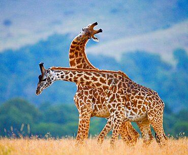 Two giraffes (Giraffa camelopardalis tippelskirchi) are fighting each other in the savannah. Kenya. Tanzania. Eastern Africa.