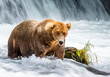 Alaska Peninsula brown bear (Ursus arctos horribilis) is standing in the river. USA. Alaska. Katmai National Park.