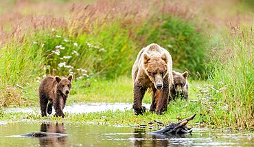 Mother Alaska Peninsula brown bear (Ursus arctos horribilis) with cubs in the wild. USA. Alaska. Katmai National Park.