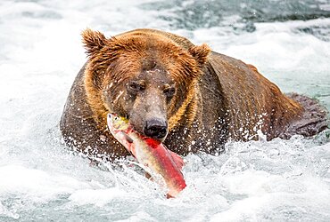 Alaska Peninsula brown bear (Ursus arctos horribilis) is catching salmon in the river. USA. Alaska. Katmai National Park.