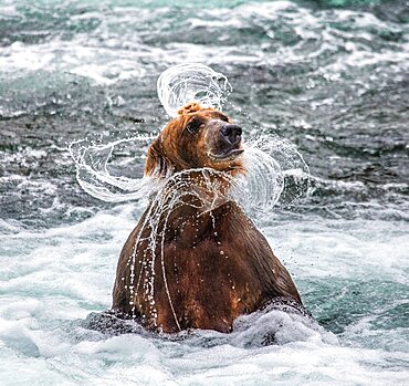 Alaska Peninsula brown bear (Ursus arctos horribilis) is shaking off water surrounded by splashes. USA. Alaska. Katmai National Park.