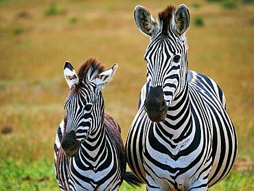 Plains zebra, or common zebra, prev. Burchell's zebra. (Equus quagga prev. Equus burchellii) mare and foal. Eastern Cape. South Africa