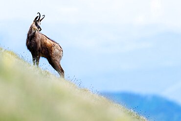 Alpine Chamois (Rupicapra rupicapra) in the grass. Slovakia