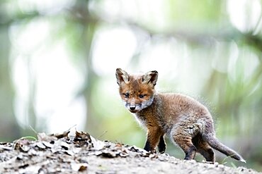 Red fox (Vulpes vulpes) in the forest. Slovakia