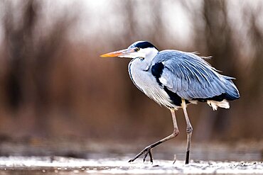 Grey heron (Ardea cinerea) walks in the lake. Slovakia