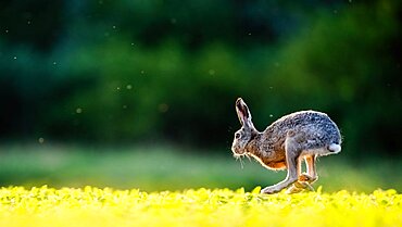 Hare (Lepus europaeus) running in the grass in backlight. Slovakia