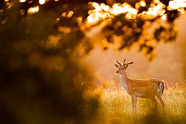 Fallow deer (Dama dama) in the grass in backlight. Slovakia