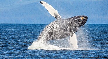 Jumping of Humpback whale (Megaptera novaeangliae). Chatham Strait area. Alaska. USA.