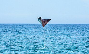 Mobula rays is jump out of the water. Mexico. Sea of Cortez. California Peninsula.