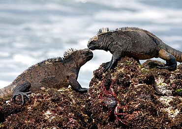 Two marine iguanas (Amblyrhynchus cristatus) are sitting on the rocks against the backdrop of the surf. Galapagos Islands. Pacific Ocean. Ecuador.