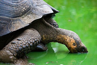 Gigantic tortoise (Chelonoidis elephantopus) is drinking water from a puddle. Galapagos Islands. Pacific Ocean. Ecuador.