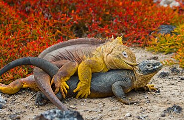 Galapagos land iguanas (Conolophus subcristatus) mating. Galapagos Islands. Pacific Ocean. Ecuador..