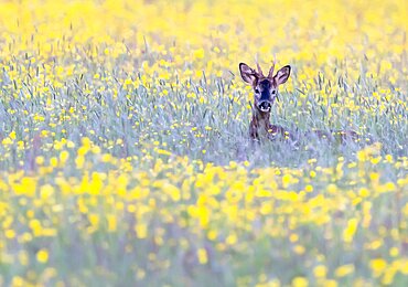 Roe deer (Capreolus capreolus) standing in a meadow, England