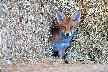 Red fox (Vulpes vulpes) coming out his den in Hay barn, England