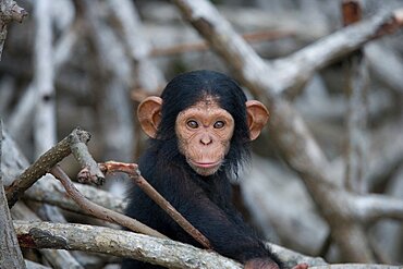 Portrait of a baby chimpanzee (Pan troglodytes). Republic of the Congo. Reserve Conkouati-Douli.