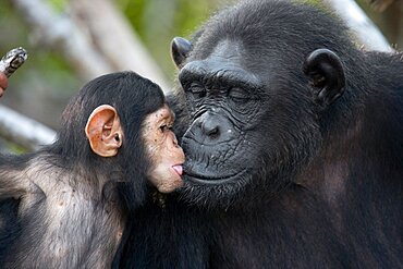 Female chimpanzee (Pan troglodytes) with a baby on mangrove trees. Republic of the Congo. Conkouati-Douli Reserve.