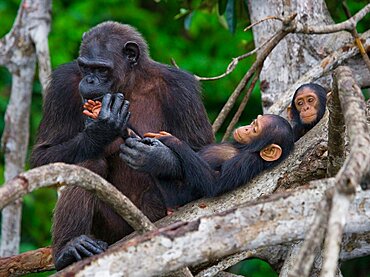 Female chimpanzee (Pan troglodytes) with a babies on mangrove trees. Republic of the Congo. Conkouati-Douli Reserve.