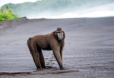 Celebes crested macaque (Macaca nigra) is standing on a black sand sea beach. Indonesia. Sulawesi.