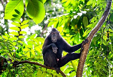 Celebes crested macaque (Macaca nigra) is sitting on a tree. Indonesia. Sulawesi.