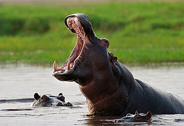 Hippo (Hippopotamus amphibius) is sitting in the water, opening his mouth and yawning. Botswana. Okavango Delta.