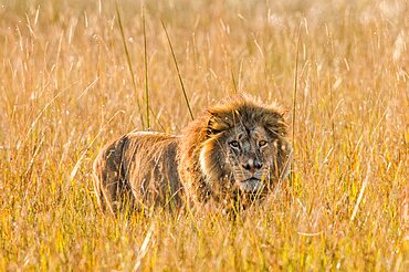 Lion (Panthera leo) in the grass. Okavango Delta. Botswana