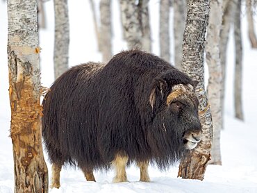 Muskox or Muskoxen (Ovibos moschatus) in deep snow during winter. Bardu, Polar Park, Norway, Scandinavia, Europe