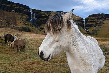 Icenadic horses near Vik, Iceland.