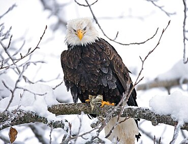 Bald eagle (Haliaeetus leucocephalus) is sitting on a tree. USA.