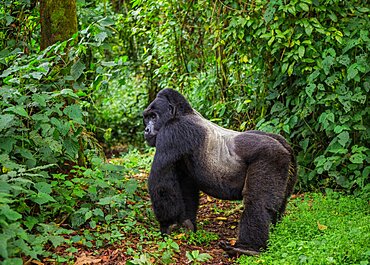 Dominant male mountain gorilla (Gorilla beringei beringei) in rainforest. Uganda. Bwindi Impenetrable Forest National Park.