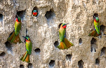 Big colony of the bee-eaters (Merops apiaster) in their burrows on a clay wall. Africa. Uganda.