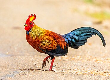 Sri Lanka Junglefowl (Galluslafayettii) is walking on the ground in the jungle. Sri Lanka. Yala National park