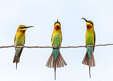 Three Bee-eaters (Merops orientalis) on a twig. Very graphic birds and clean background. Sri Lanka. Yala National Park [dump] =>